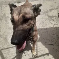 سگ ماده