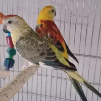 طوطی آوازه خوان