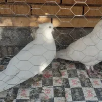 جفت سفید جفت سبز