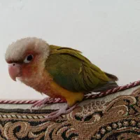 جوجه گیرینچیک
