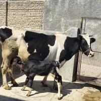گاو گوساله ماده