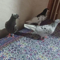 کبوتر سرور دم سفید.یالی.