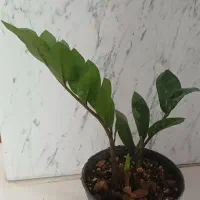 گل آپارتمانی زامفولیا