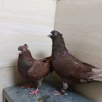 کفتر سرخ دم سفید بلژیکی چادری سینه ای شیرازی رنگی