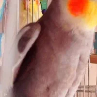 یک جفت عروس هلندی نر و ماده (نر سخنگو)