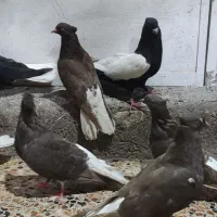 هفت عدد پرنده نروماده