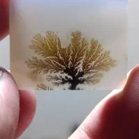 شجر قائن درجه یک