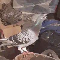 دوبر