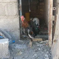 خروس گلین جوان 5ماهه فروشی یامعاوضه بادوتامرغ گلین