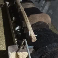 بره نر