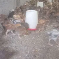 فروش  جوجه گلپایگانی اصل  ۱ ماهه