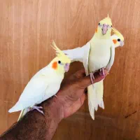 عروس هلندی