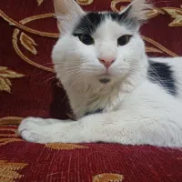 گربه با نمک رایگان