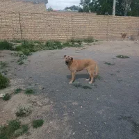 سگ نگهبان و گله ای