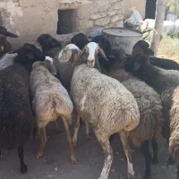 12 راس میش