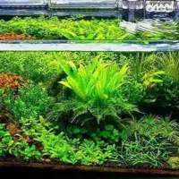 اکواریوم ترکدار