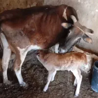 دوتا عدد گاو جنگلی با یه گوساله