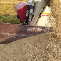 تخم چلتیک شمیم
