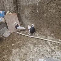 کفتر|پرنده|فسا, |دیوار