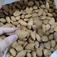 بادام درختی