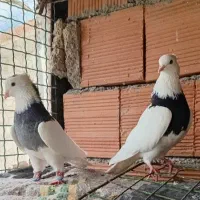 طوقی معاوضه