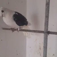 کفتر پشت نر هیچ عیبی نداره