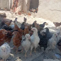 مرغ جوجه