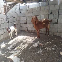 312|حیوانات مزرعه|منوجان, |دیوار
