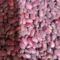 لوبیا قرمز بومی
