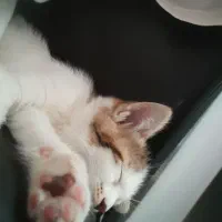 گربه