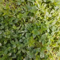 انواع بذرهای گوجه.خیار.یونجه همدانی