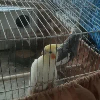 عروس هلندی
