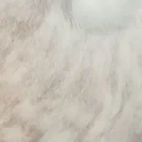 کبوتر