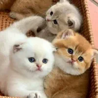گلچینی از بچه گربه ۲ ماهه از ژن برتر