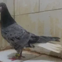 کبوتر تزئینی