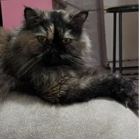 گربه اسکاتیش ماده