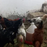 مرغ و خروس جوان