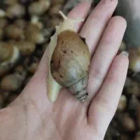 حلزون آلبینو بالغ