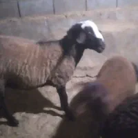 بره قوچ