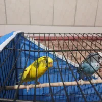 مرغ عشق|پرنده|لنجان, |دیوار
