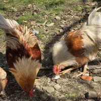 تخم نطفه دار از نژاد کمیاب لوهمن (لوهمان)