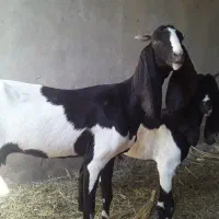چهار بز در شادگان ابستن ۶۵۰۰۰۰۰۰ تومان تخفیف دارد