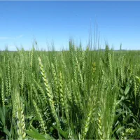 فروش زمین کشاورزی