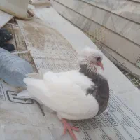 جوجه طوقی