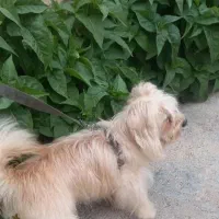 سگ خانگی