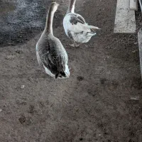 پرنده