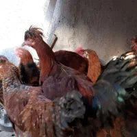 مرغ و خروس سالم