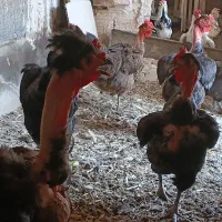 مرغ محلی وگلین تخمگذار خانگی رسمی