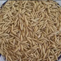 تخم جوی اصلاح شده هاشمی گرم ...بذر پایه مرکز ترویج