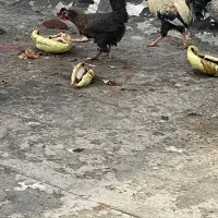 مرغ و خروس فوری معاوضه با غاز